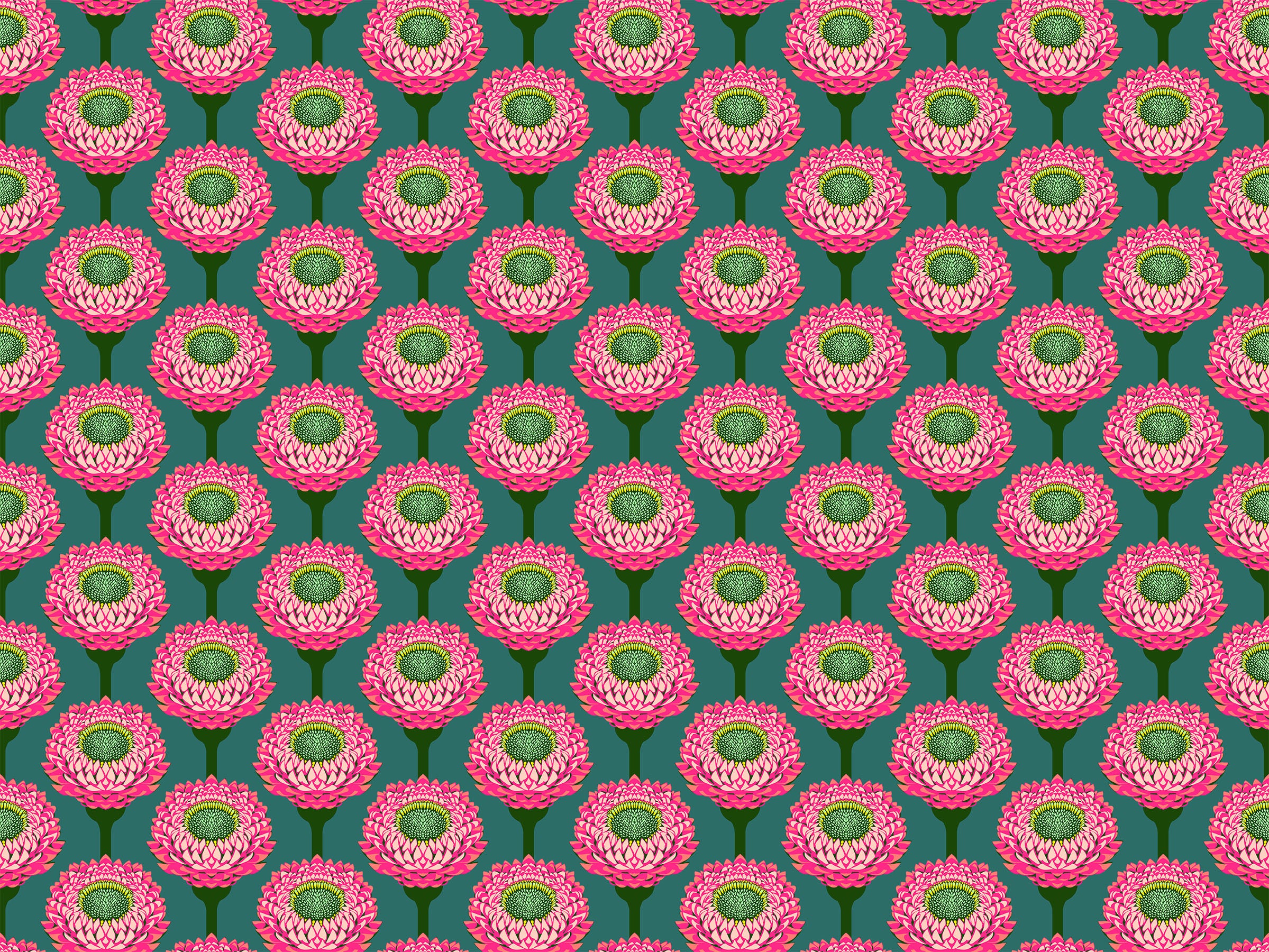 Iconic | Strawflower - Bursting by Anna Maria for Anna Maria Textiles | AMT123-28L