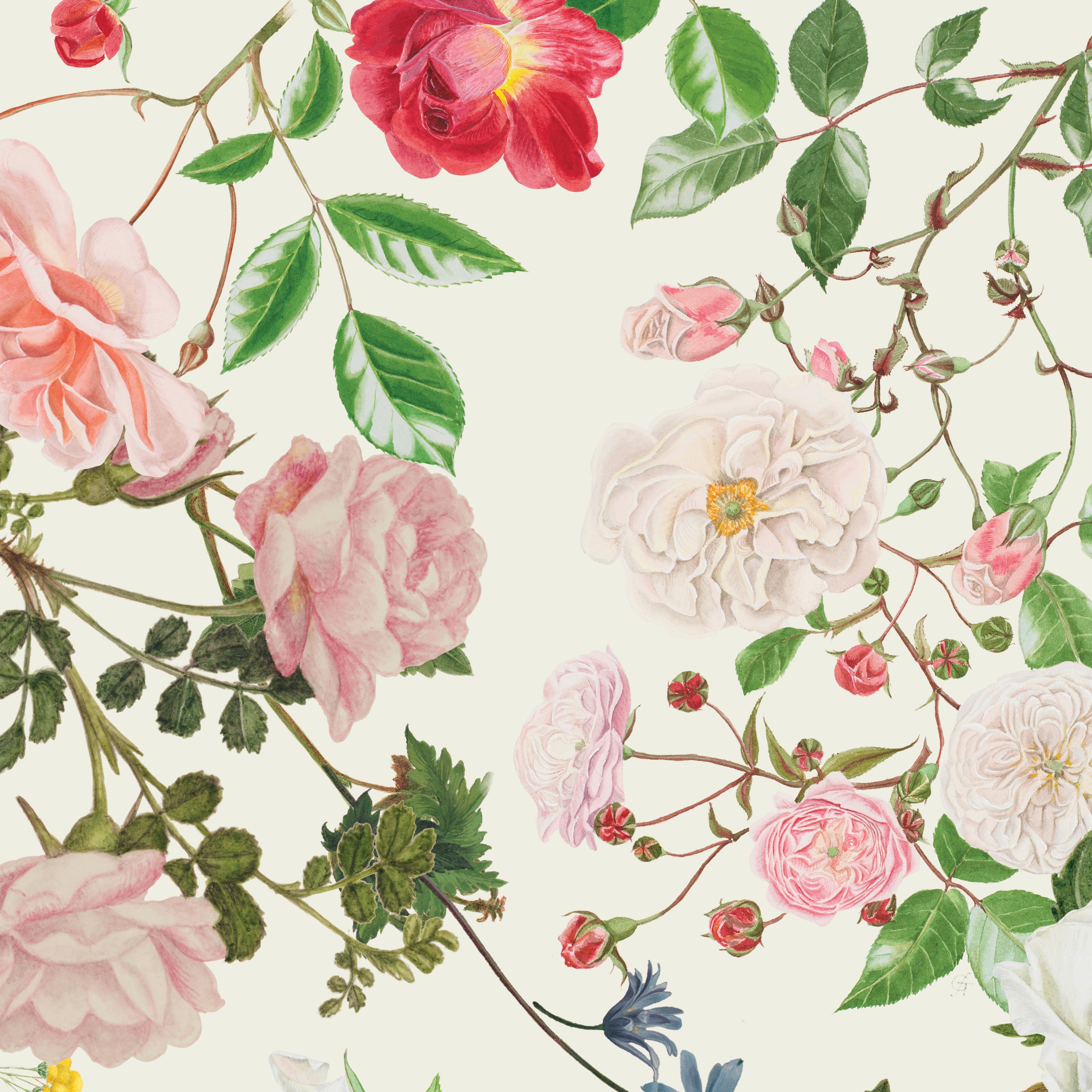 Floral Gardens | Main Cream by Royal Horticultural Society for Riley Blake | CD14360-CREAM