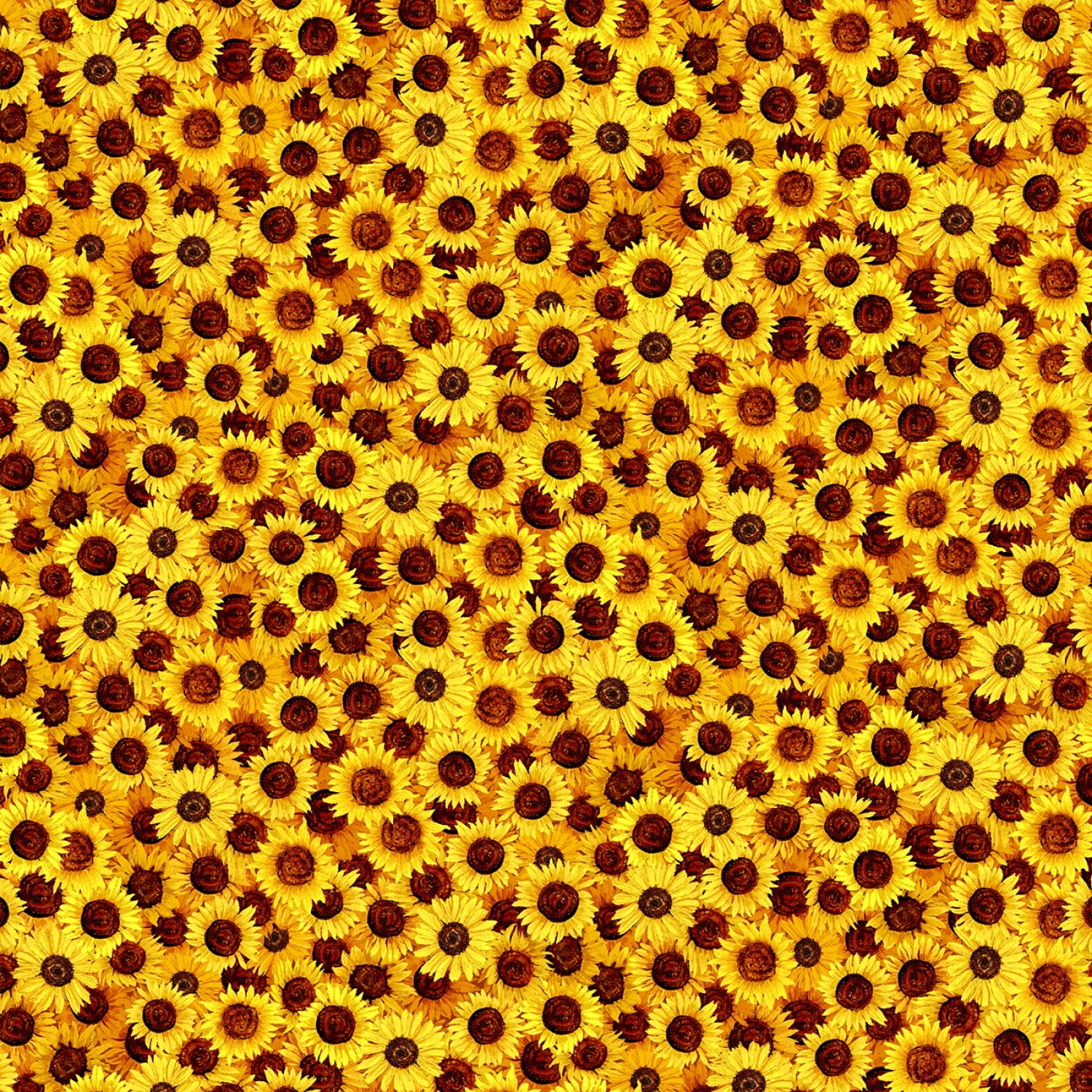 Sunflower Symphony | 10" Square Pack by Chong-A Hwang for Timeless Treasures | 42 pcs